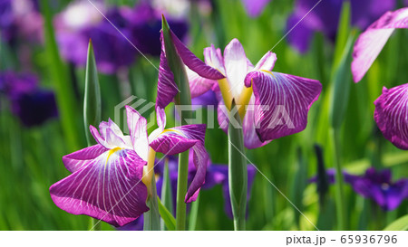 美しい花菖蒲(はなしょうぶ) 美しい花菖蒲(はなしょうぶ) 65936796