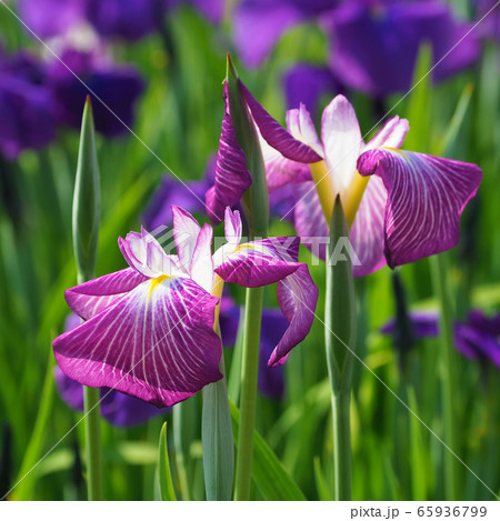 美しい花菖蒲(はなしょうぶ) 65936799