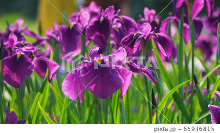 美しい花菖蒲(はなしょうぶ) 美しい花菖蒲(はなしょうぶ) 65936815