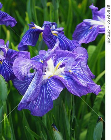 美しい花菖蒲(はなしょうぶ) 65936889