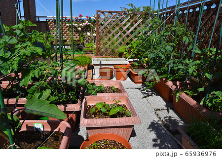 ルーフバルコニーで家庭菜園 野菜作り 無農薬栽培で健康生活 バラガーデンの写真素材