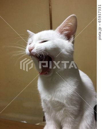 あくびをする猫 あくびをする猫 65937331