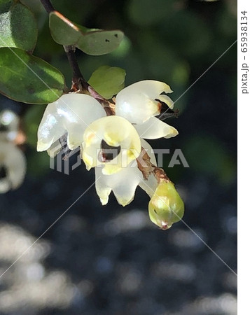 ワイヤープランツの実 65938134