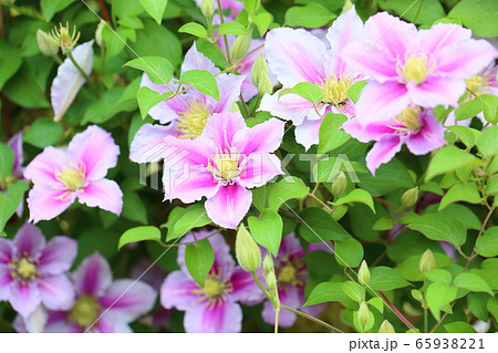 クレマチスの花 クレマチスの花 65938221