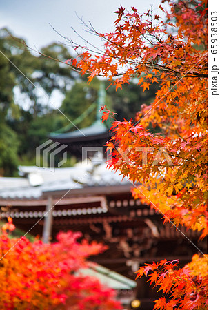 永観堂の紅葉 65938503