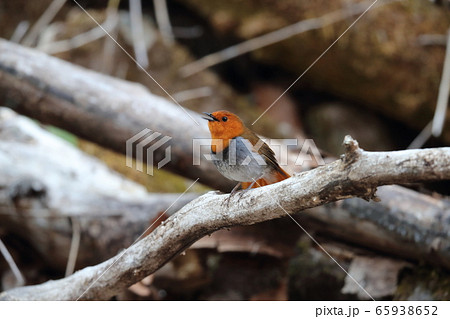 さえずるコマドリのオス 65938652