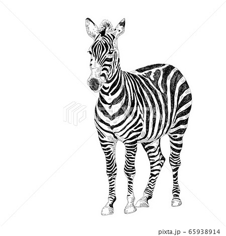 Zebra Drawing Images  Free Download on Freepik