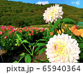 ダリア 65940364
