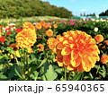 ダリア 65940365