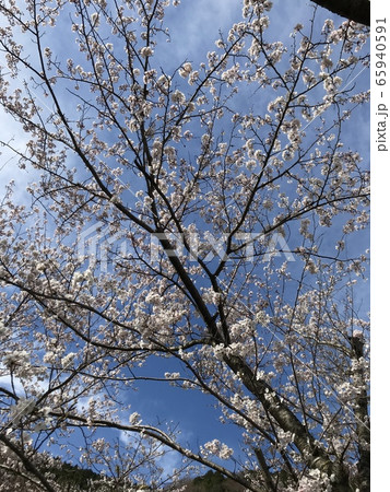 桜 65940591