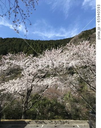 桜 桜 65940593