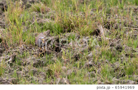 ケリ ケリ 65941969