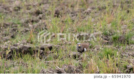 ケリ ケリ 65941970