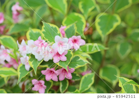 タニウツギの花 タニウツギの花 65942511