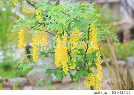 キングサリの花の写真素材