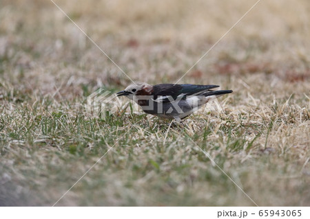 地上で餌を探すコムクドリのオス 65943065