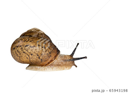 Snail isolated on white background Snail isolated on white background 65943198