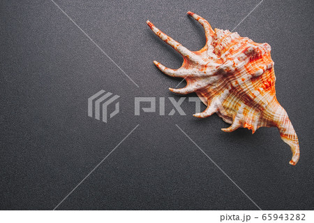 Sea shell on a dark background, flat lay Sea shell on a dark background, flat lay 65943282