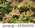 植物素材 65944030