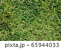 草素材 65944033