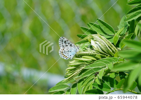 クララに産卵中のオオルリシジミのメス クララに産卵中のオオルリシジミのメス 65944078