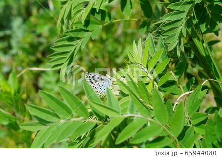 クララに産卵中のオオルリシジミのメス クララに産卵中のオオルリシジミのメス 65944080
