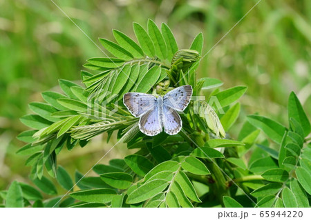 クララで翅を拡げるオオルリシジミの雌 65944220