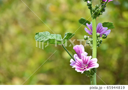 ゼニアオイ(銭葵) ゼニアオイ(銭葵) 65944819