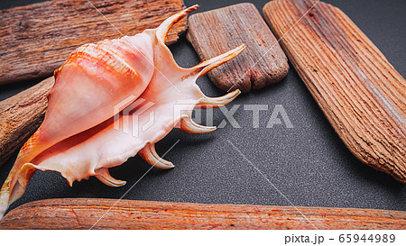Sea shell with wood on a dark background, flat lay Sea shell with wood on a dark background, flat lay 65944989