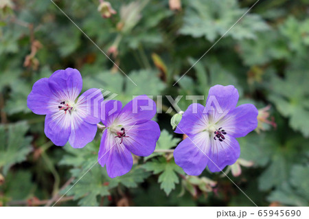 Geranium Rozanne flowers 65945690