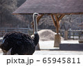 背景 鳥 ダチョウ 65945811