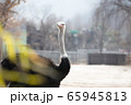 背景 鳥 ダチョウ 65945813