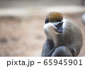 動物 風景 背景 65945901
