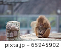 動物 風景 背景 65945902