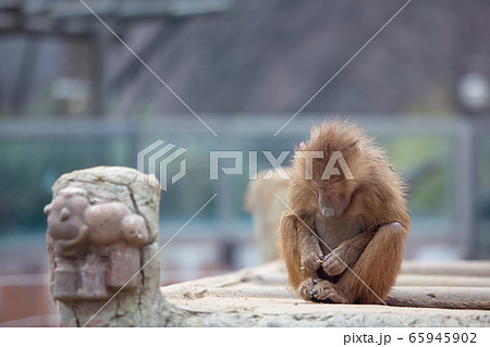 動物 風景 背景 65945902