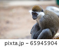 動物 風景 背景 65945904