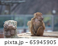 動物 風景 背景 65945905