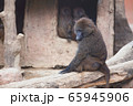 動物 風景 背景 65945906