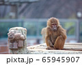 動物 風景 背景 65945907