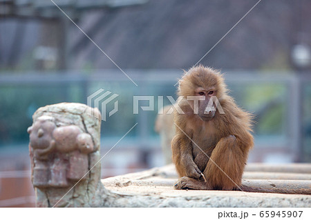 動物 風景 背景 65945907
