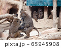 動物 風景 背景 65945908