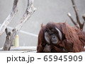 動物 風景 オランウータン 65945909
