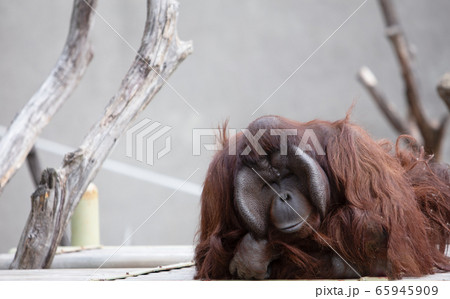 動物 風景 オランウータン 65945909