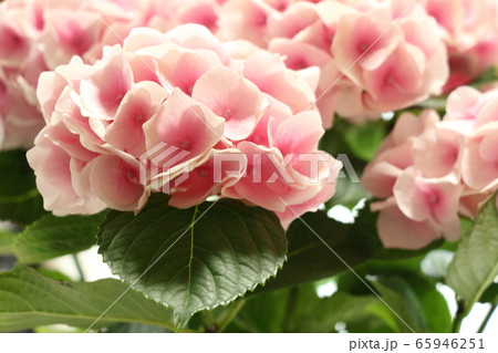 紫陽花(コットンキャンディー) 紫陽花(コットンキャンディー) 65946251