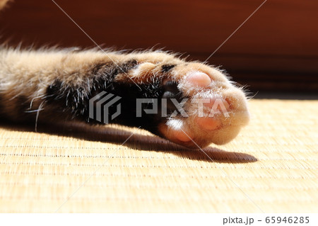 猫の手 65946285