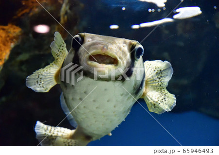 イシガキフグ(イメージ) イシガキフグ(イメージ) 65946493