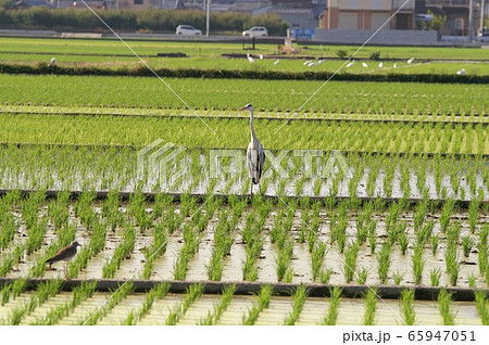梅雨 田植の頃 梅雨 田植の頃 65947051