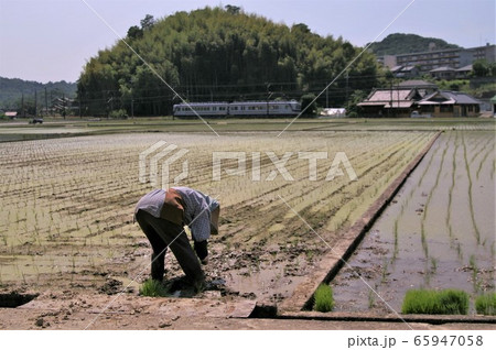 梅雨　田植の頃 65947058