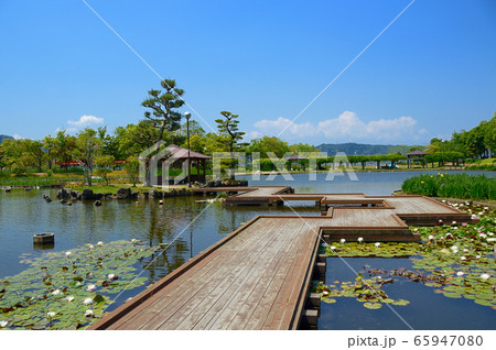 東郷湖あやめ池公園の風景・鳥取県湯梨浜町 65947080