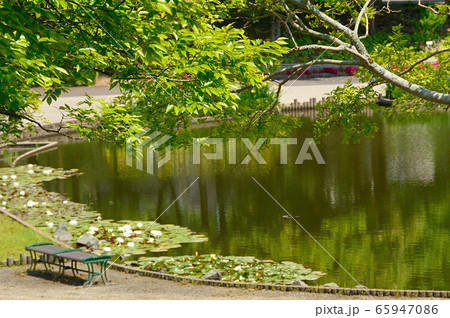 東郷湖あやめ池公園の風景・鳥取県湯梨浜町 65947086